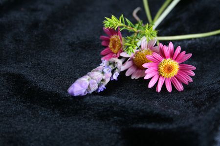 Variety of fresh flowers on black velvetの写真素材