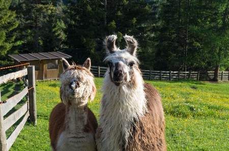 Funny lama couple in the dolomites near San Vigilio, Southtyrol, Italyの写真素材