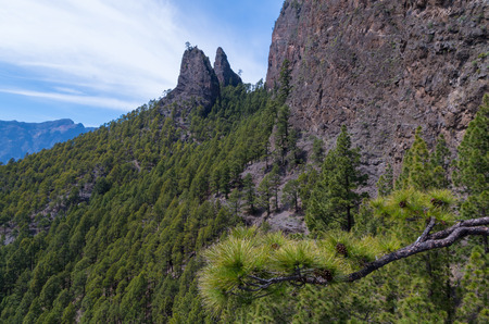 Beautiful pine tree landscape on the Cumbre Nueva in La Palma, Canary islands, Spainの写真素材