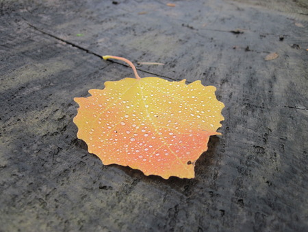 Colorful single autumn leaf covered with raindrops, lying on a wooden undergroundの写真素材