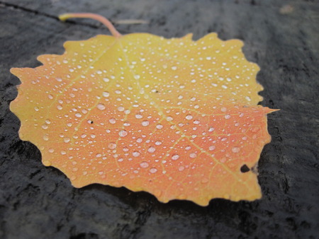 Colorful single autumn leaf covered with raindrops, lying on a wooden undergroundの写真素材