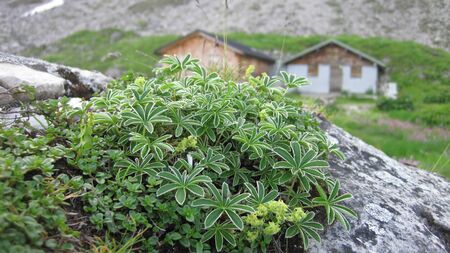 Green alpine plants on a rock with huts in the backgroundの写真素材