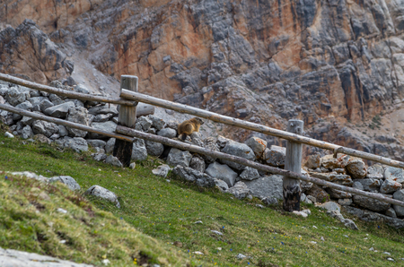 Cute marmot sitting on a wall in the Dolomites, South Tyrol, Italyの写真素材