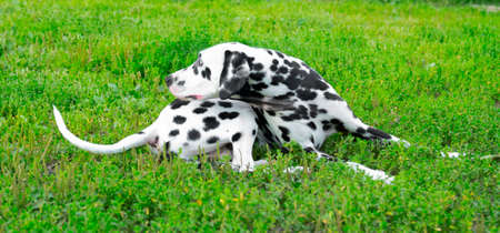 Dalmatian dog outdoorsの写真素材