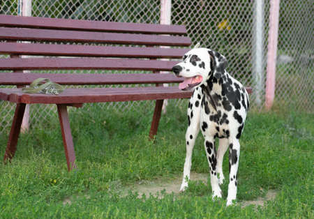 Dalmatian dog outdoorsの写真素材
