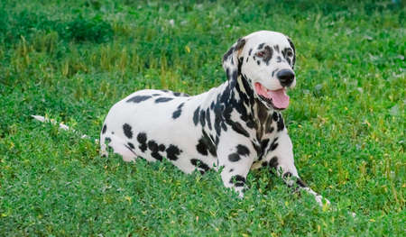 Dalmatian dog outdoorsの写真素材