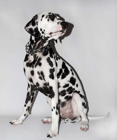 Dalmatian dogの写真素材