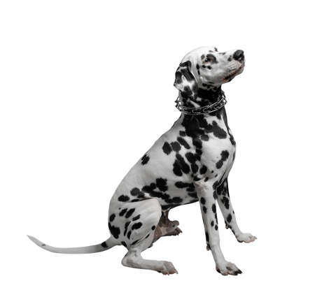 black and white dog sitting on a white background Dalmatianの写真素材