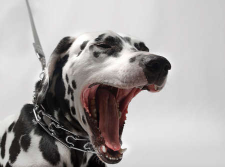 Dalmatian dog on a leash yawns closeupの写真素材