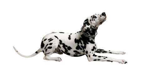 Dalmatian dog black and white lies and looks up Isolateの写真素材