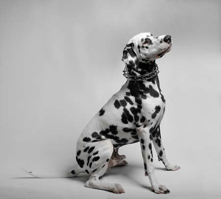 black and white dog sitting on a white background Dalmatianの写真素材