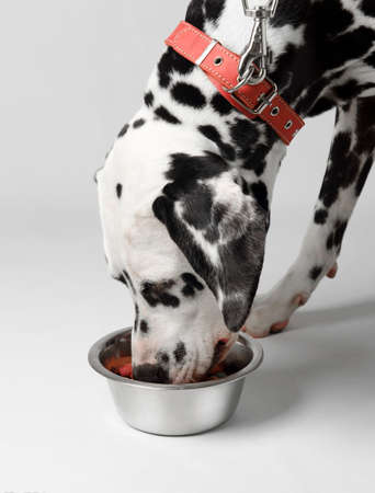 Dalmatian dog eating dry food from a bowlの写真素材