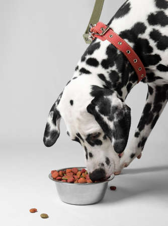 Dalmatian dog eating dry food from a bowlの写真素材