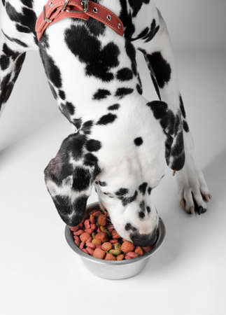 Dalmatian dog eating dry food from a bowlの写真素材