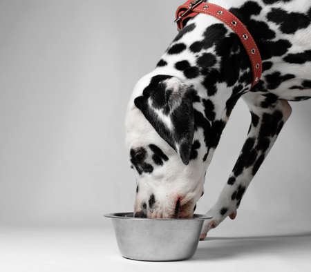 Dalmatian dog eating dry food from a bowlの写真素材