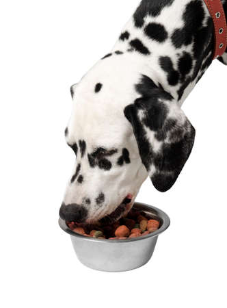 Dalmatian dog eating dry food from a bowlの写真素材