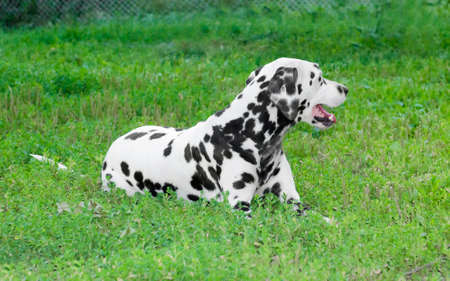 Dalmatian dog lying on green grassの写真素材