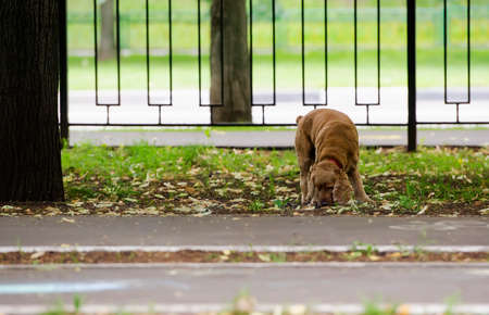 Red-haired spaniel dog for a walkの写真素材