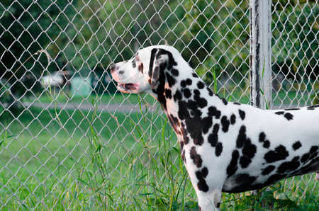 Dalmatian Dog looking at the sun through the metal grilleの写真素材