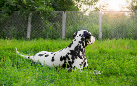 Dalmatian dog lying on green grass in summerの写真素材