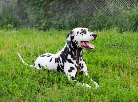 Dalmatian dog lying on green grass in summerの写真素材