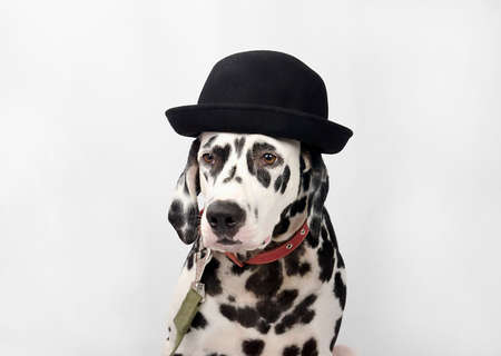 Dalmatian black and white portrait studio photoの写真素材