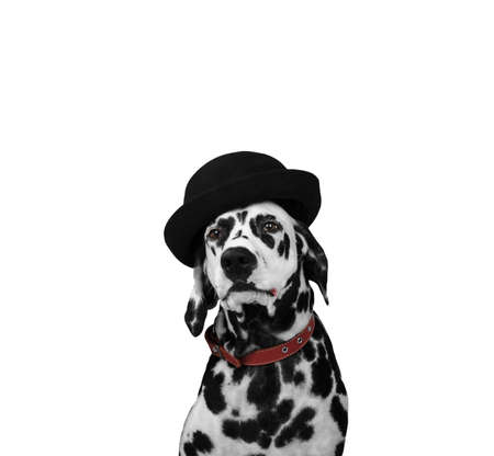 Dalmatian dog in a black hat sits and stares into the camera isolatedの写真素材