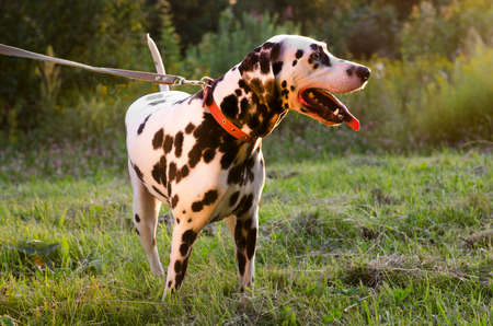Dalmatian dog walking on the street in the summerの写真素材