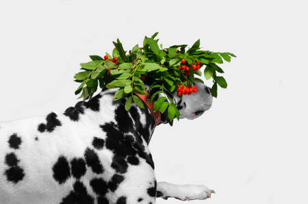 Attentive Dalmatian dog on the hunt in disguise of twigs, leaves and berries of mountain ash stolenの写真素材