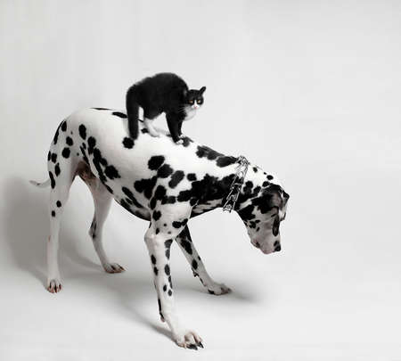 Scared black cat riding a Dalmatian dog who looksの写真素材