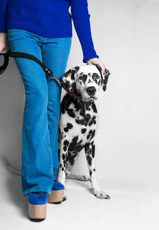 Dalmatian dog next to the hostess photo studioの写真素材