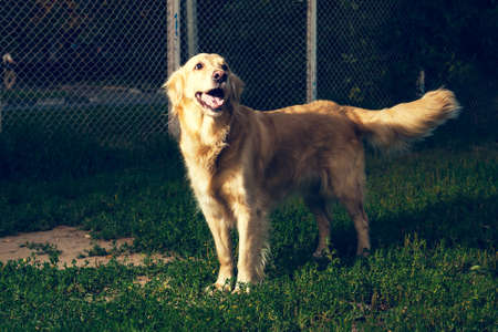 golden retriever dog in nature in the dog training siteの写真素材