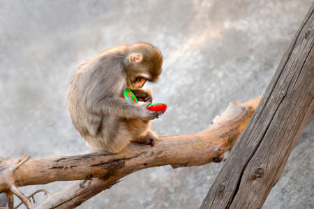 baby monkey sitting on a tree branch and children playing in a toy phone numbers ring at the zoo photosの写真素材