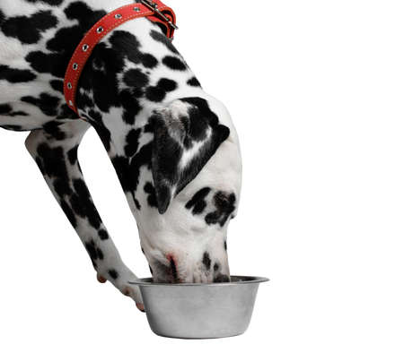 Dalmatian dog eating dry food from a bowl isolate close-upの写真素材