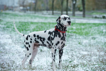 Dalmatian dog is black and white is standing on the street on the grass covered with the first snow fall and looks into the distanceの写真素材