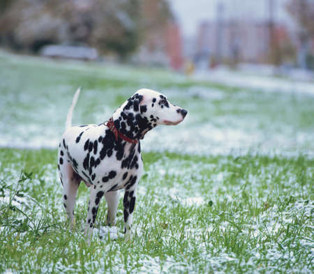 Portrait of black and white dalmatian dog breed on a background of the first snowの写真素材