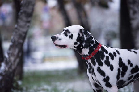 Portrait of black and white dalmatian dog breeding on a background of the first snowの写真素材