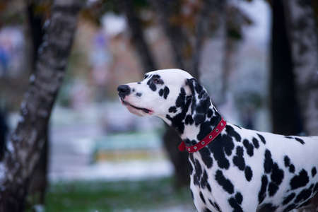 Portrait of black and white dalmatian dog breeding on a background of the first snowの写真素材