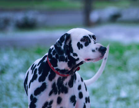 Portrait of black and white dalmatian dog breed on a background of the first snowの写真素材