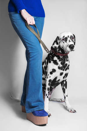 Dog breed dalmatian sits next to her mistress's feet in blue jeans girl bottoms and platform shoes on a leashの写真素材