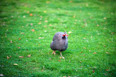 Beautiful Guinea Fowl Bird or Helmeted Guinea fowl with white spotted feathers.の写真素材