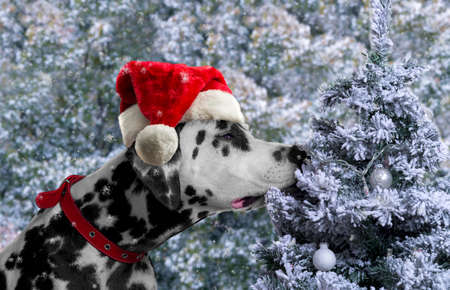 Black and white spotted dog breed Dalmatian in a Santa Claus hat curious sniffing a Christmas tree with toys covered with snow ballsの写真素材
