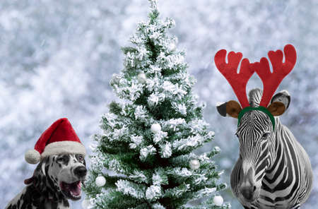 Zebra and dalmatian dog - Isolated on whiteの写真素材