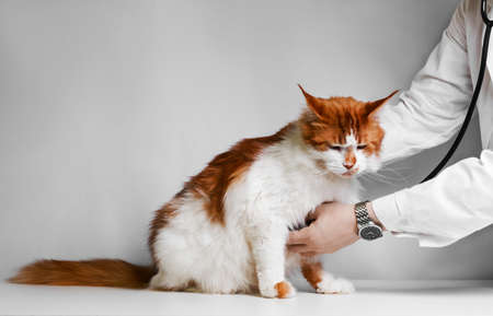 Veterinarian examining a kitten  Maine Coon in animal hospital