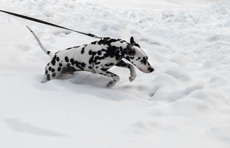 Black and white dog breed Dalmatian dog running in winter snow drifts on a leashの写真素材