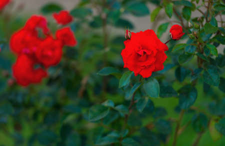 Bushes of red scarlet red roses on a green background of leaves in the garden, empty place for text, congratulationsの写真素材