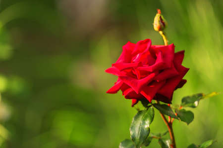 Scarlet red roses in the garden, leaves, tight buds of roses, background of greensの写真素材