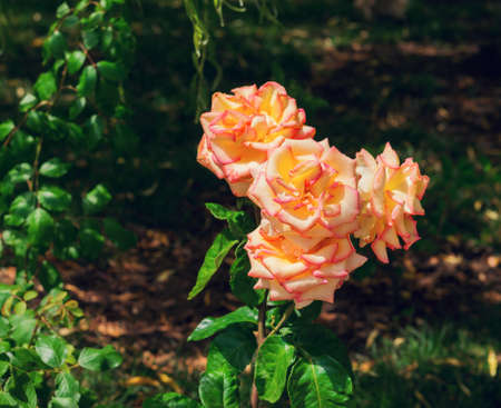 Scarlet yellow cream pink roses in the garden, leaves, background of greensの写真素材