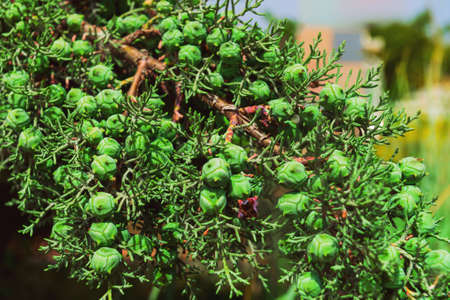 Cypress trees, green branches with cones, nature
