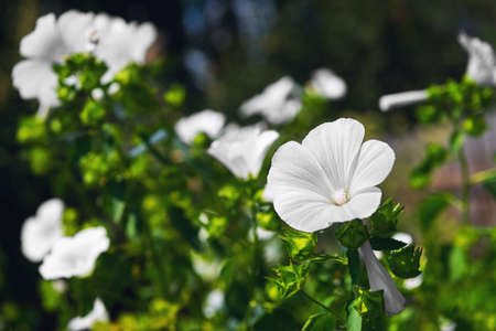 White garden flowers Annual mallow Lavatera trimestris, other name Rose Mallow, Royal Mallow and...